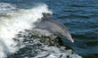 dolphins near balck river mauritius